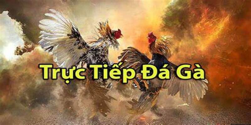 Giới thiệu chi tiết về đá gà KO66