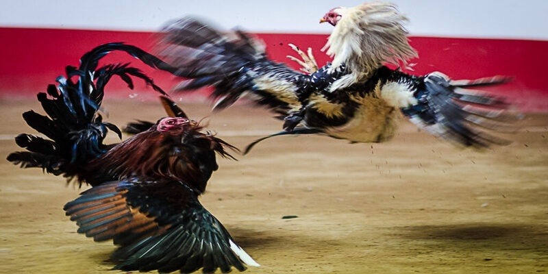 Ưu điểm nổi bật khi tham gia đá gà KO66 trực tuyến
